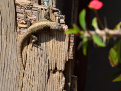 Sceloporus grammicus