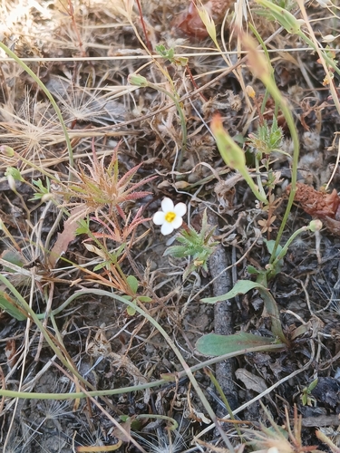 iNaturalist observation photo of Leptosiphon
