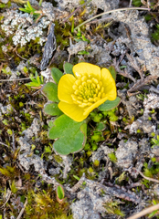Ranunculus sulphureus