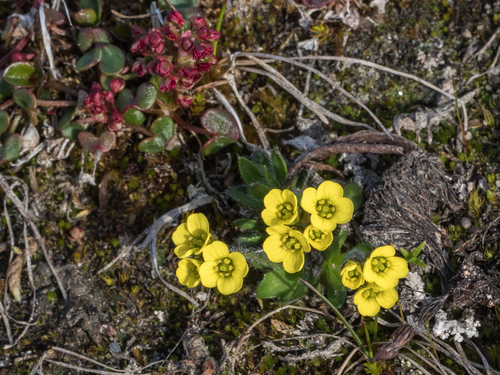 alpine whitlowgrass (Draba oxycarpa)