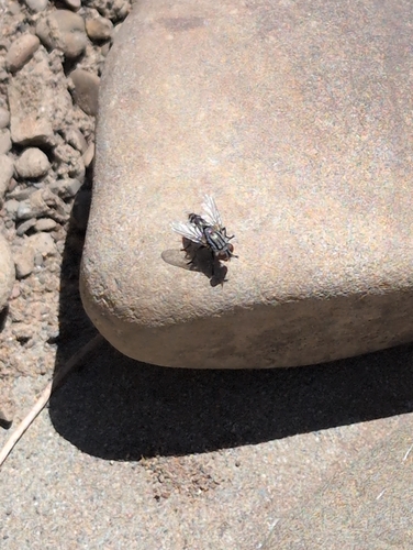 iNaturalist observation photo of Brachyceran Flies