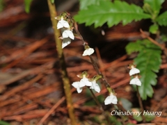 Odontochilus yakushimensis
