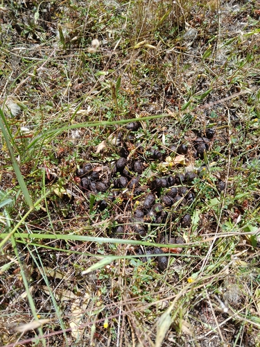 iNaturalist observation photo of Mammals