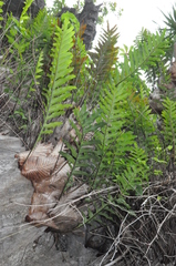 Drynaria quercifolia