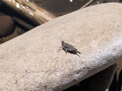 iNaturalist observation photo of Aztec Pygmy Grasshopper