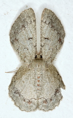 Pingasa cinerea