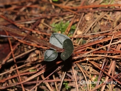 Odontochilus yakushimensis