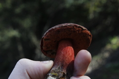Boletus barragensis