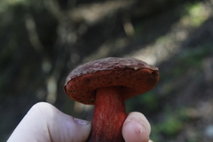 Boletus barragensis