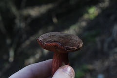 Boletus barragensis