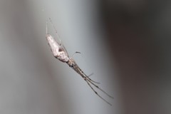Tetragnatha demissa