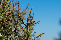 Cercocarpus intricatus, photograph author not stated, no rights reserved