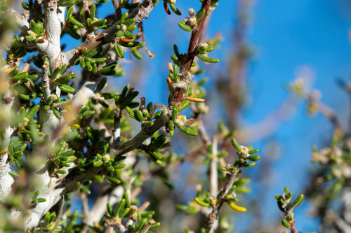 Cercocarpus intricatus, photograph 3