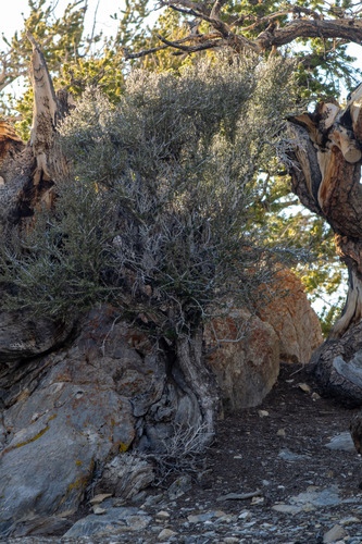 Cercocarpus intricatus, photograph 5