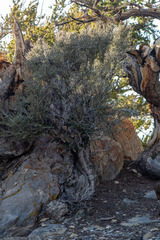 Cercocarpus intricatus, photograph author not stated, no rights reserved