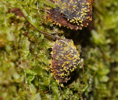 Neobarya agaricicola
