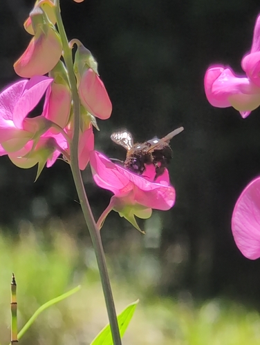 iNaturalist observation photo of Bees