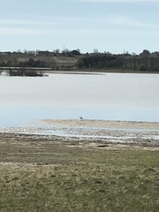 Recurvirostra avosetta