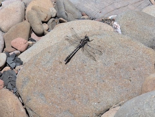 iNaturalist observation photo of Pacific Clubtail