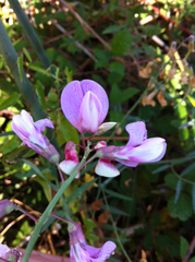 Lathyrus jepsonii jepsonii