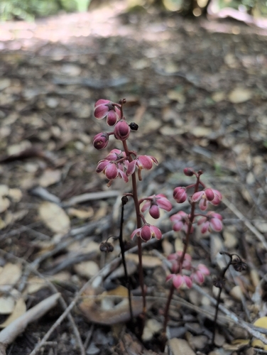 iNaturalist observation photo of Leafless wintergreen