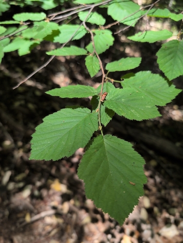 iNaturalist observation photo of beaked hazelnut