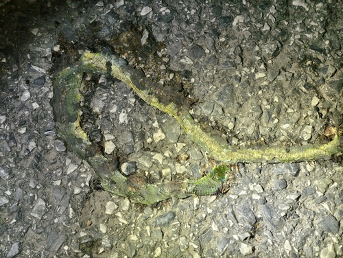 Chinese Green Snake