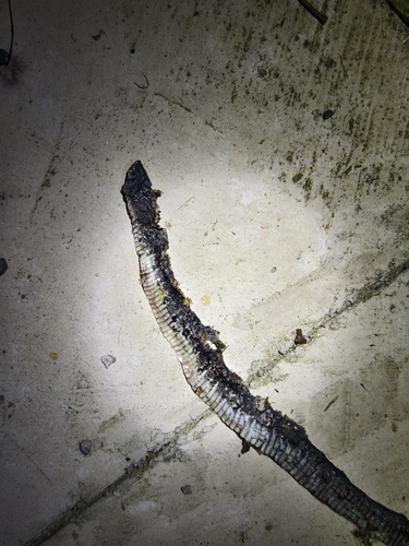 Mountain Water Snake