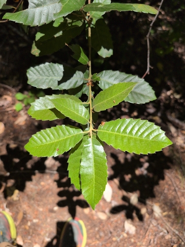 iNaturalist observation photo of Tanoak