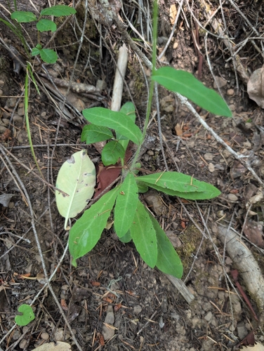 iNaturalist observation photo of Dicots