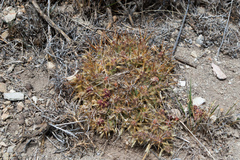 Maihueniopsis ovata