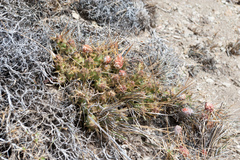 Maihueniopsis ovata
