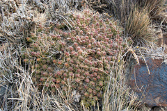 Maihueniopsis ovata