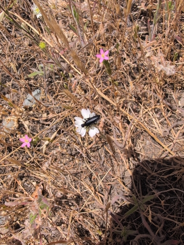 iNaturalist observation photo of Blister Beetles