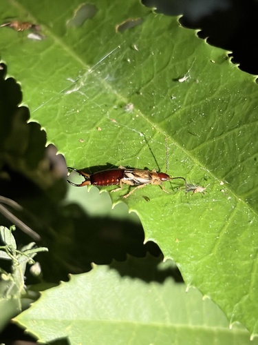 Western Earwig