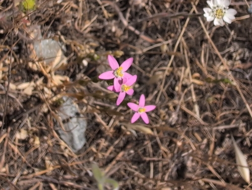 iNaturalist observation photo of Slender Centaury