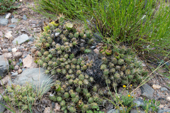 Maihueniopsis ovata
