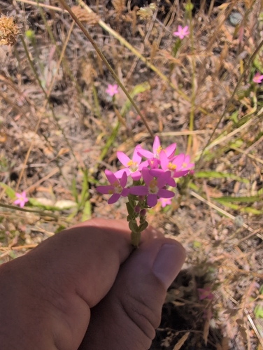 iNaturalist observation photo of Slender Centaury