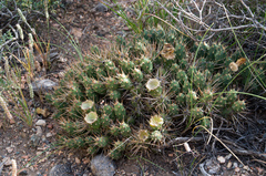 Maihueniopsis ovata