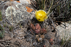 Maihueniopsis ovata