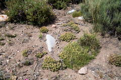 Maihueniopsis ovata