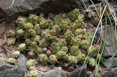 Maihueniopsis ovata