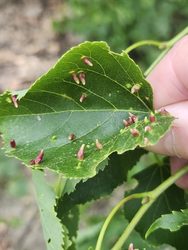 Red Nail Gall Mite photo 6