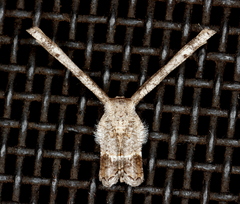 Phazaca interrupta