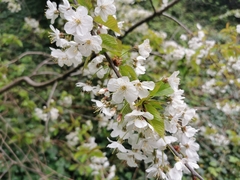 Prunus avium