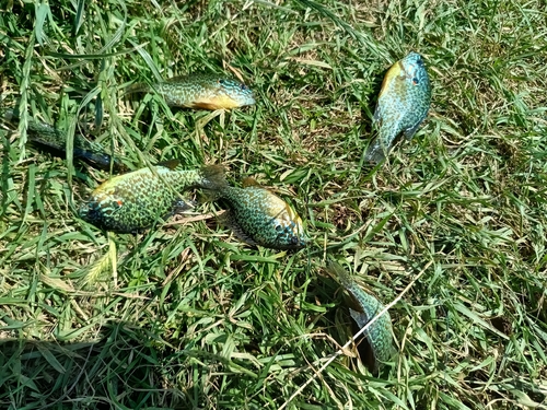 Pumpkinseed