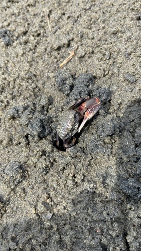West African Fiddler Crab