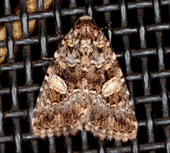 Condica macrosema