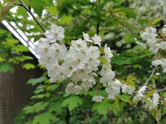 Prunus avium