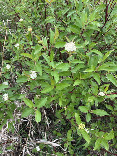 red osier dogwood